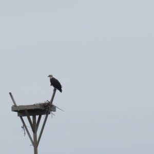 An EAGLE IN NEW JERSEY??