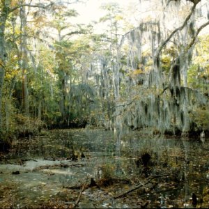 Seashore State Park trail walk6