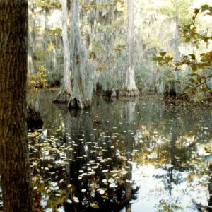 Seashore State Park trail walk7