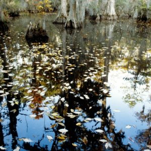 Seashore State Park trail walk8