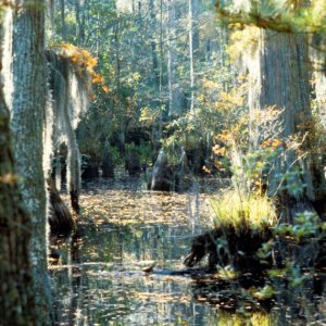 Seashore State Park trail walk10