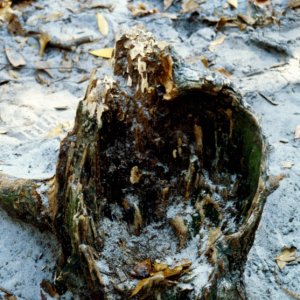 Seashore State Park trail walk11