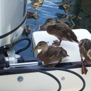 Unexpected visitors