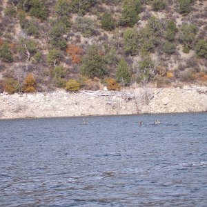 Mule deer can swim, 1 buck, 3 does and 1 fawn.