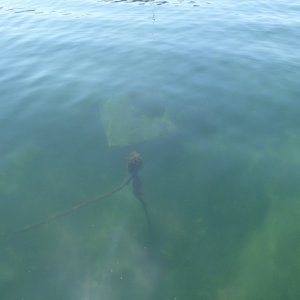 Ground tackle for the buoy I'm tied to