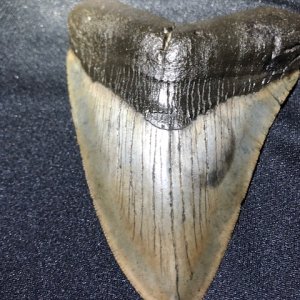 Nice 5" megaladon tooth fossil from Low Country South Carolina river bottom!