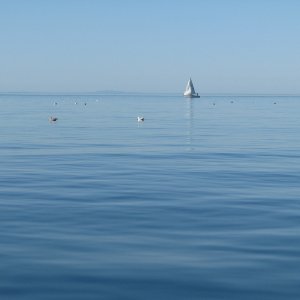 Sure a good thing the tide is headed homeward too, or he wouldn't be making much progress.  Beautiful Blue.