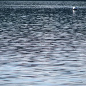 Shades, Sheen and Shapes on Sequim Bay