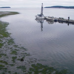 About 30 minutes til the minus 2.2 low tide.  Could be a bare spot not far off the end of the pier at the Sequim Bay State Park.