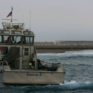 Buddy's work boat in Beaufort Sea, AK
Polar bear sow and cub on beach.