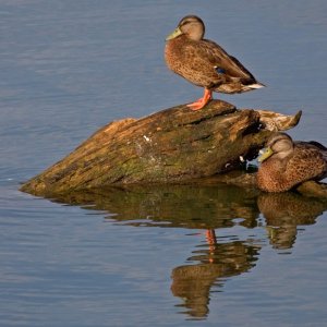 Ducks near Ditto Landing