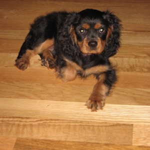Newest addition to the crew - another spaniel