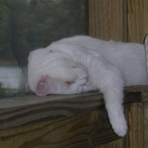 Snowball