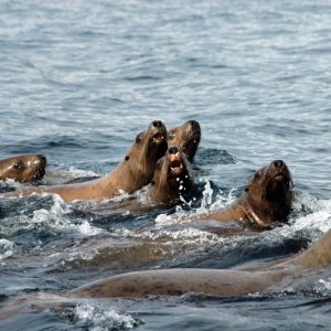 Sea Lions near Bligh Reef