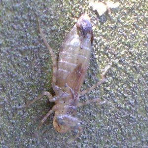 South Mills lock wall bug.  Joey says it is a dragon fly nymph.