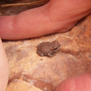 If the canyon had water, you would find these little guys.