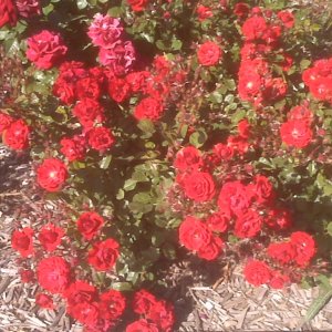 Petaluma Visitor Center flowers