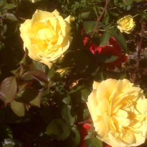 Petaluma Visitor Center flowers