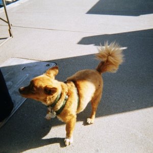 Rusty of (Dora Jean) wants to wear his new shirt.