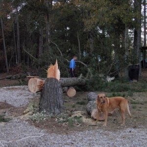 Trees in the way of boat parking.  All part of CD purchase preperation.