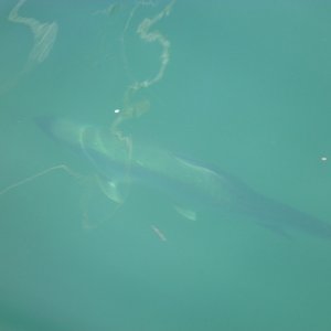 A decent sized tarpon swimming in Key West Harbor near the Schooners Wharf