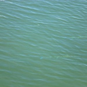 Look hard there are three needlefish in this photo