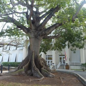 I'm not sure what kind of tree this is but check out the roots.