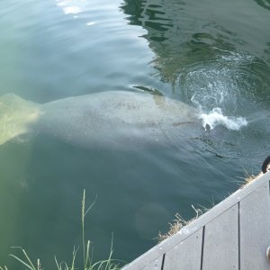 A manatee right in the City of Key West's Garrison Bight Marina on charter boat row.
