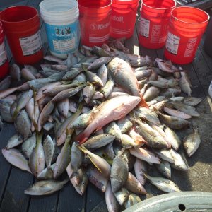 A lot of grunts with a couple large mangrove snappers on top,with some yellowtails mixed in