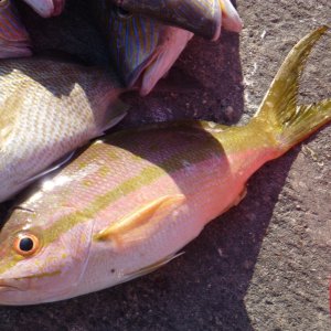 Yellowtail a good eating fish