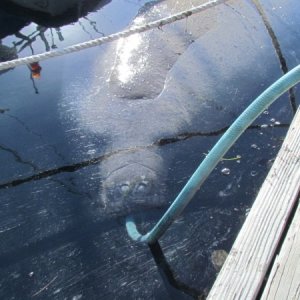 He or she did not seem to afraid of us. They look like a floating potato except for their heads