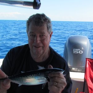 A very small False Albacore,trolling for spanish mackeral with # 1 Clark spoons. This poor little guy barely could spin the reel set on the clicker