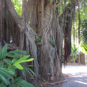 OMG more garden stuff