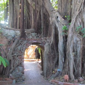Visited the Key West Garden Clubs plant and tree collection. My wife went fishing so I decided that I should do things that she likes to do.Some crazy roots here. The gardens were developed inside what used to be a old brick civil war era fort.