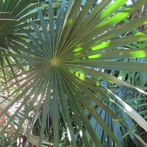 A palm of some kind,I'm out here!