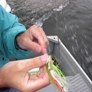Flies for Neah Bay Kings & Coho