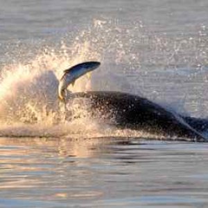 Orca fishing Credit to Capt Jim, http://www.mayaswhalewatch.biz/