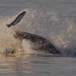 Orca fishing2, Credit to Capt Jim, http://www.mayaswhalewatch.biz/