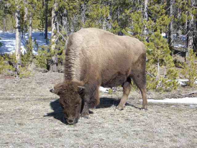 20040330 03 - Surprise Mom Birthday - Gallatin Canyon & Yellowstone Park MT