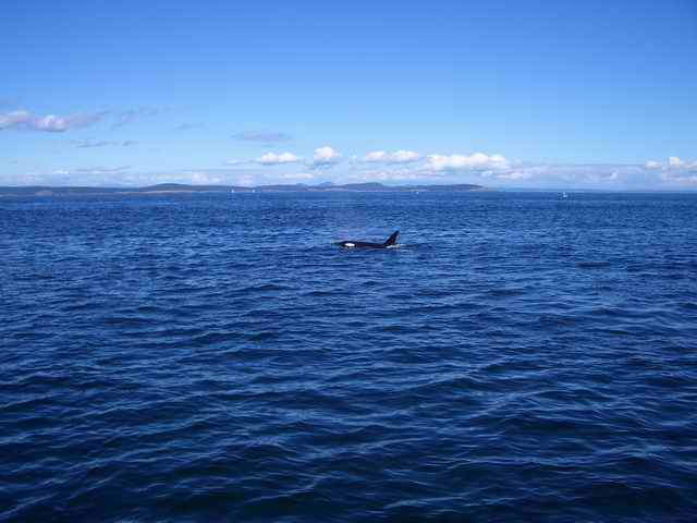 20050717k Killer Whale