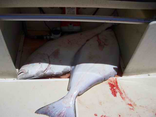 20060610 - 12 Newport Halibut Trip - Say...now we have 2 of them