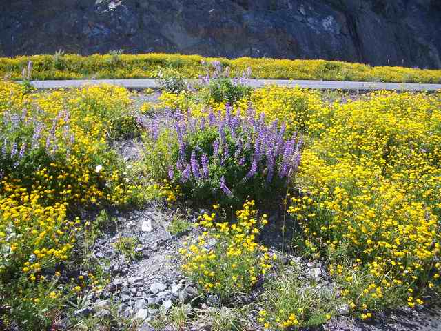 20060709 - 05 Showing Cousin from Kansas Mt. St. Helens - Flowers 1