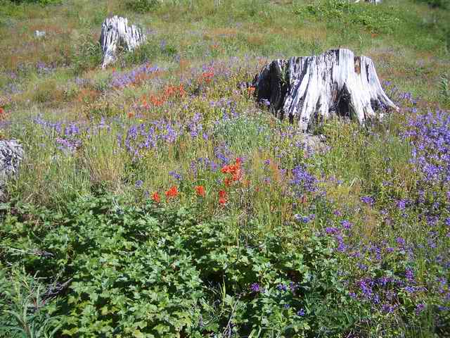 20060709 - 06 Showing Cousin from Kansas Mt. St. Helens - Flowers 2