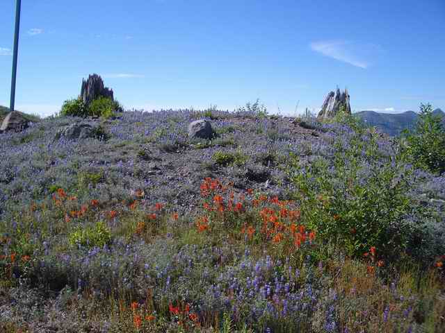 20060709 - 07 Showing Cousin from Kansas Mt. St. Helens - Flowers 3