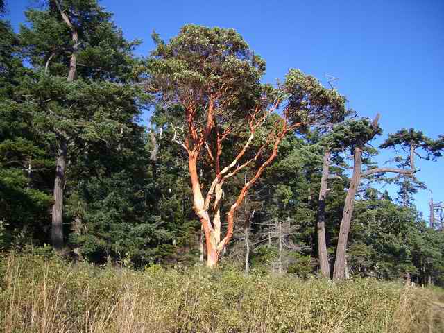 20060722 - 12 San Juans w Brother & Sister in law - Cool tree on Patos