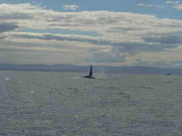 20060729 - 19 San Juans w Amy\'s Parents & Sister - Shark maybe...hmmm