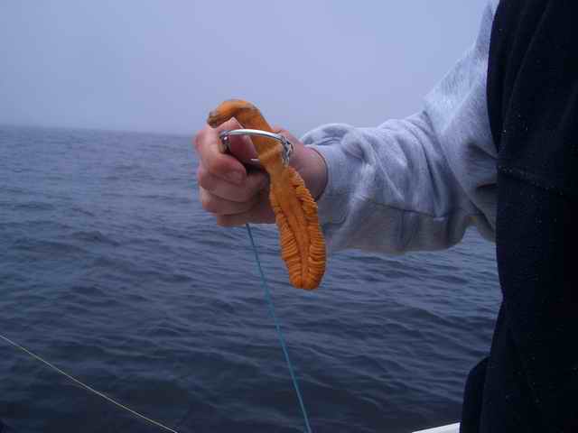 20070603 - 04 Newport Halibut Trip - Fished for 4 more hours & this is all we caught