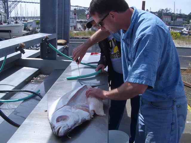 20070603 - 07 Newport Halibut Trip - Still remember how to fillet from Alaska days