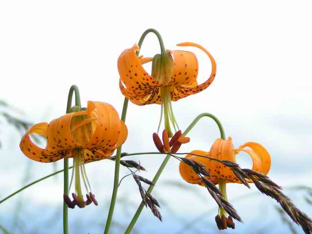 20070629 - 03 Camping on Patos Island San Juans