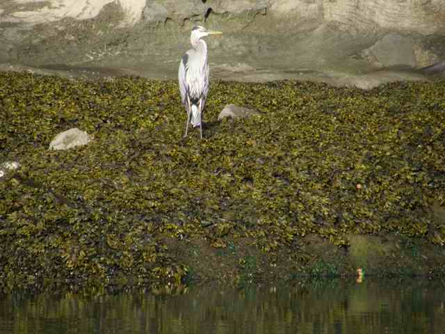 20070629 - 18 Camping on Patos Island San Juans